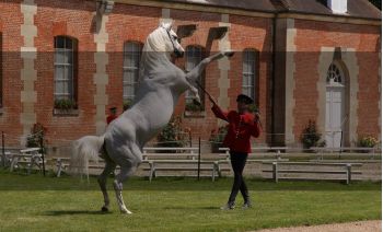 Le Pin au Haras