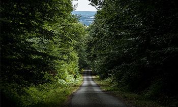 Route en forêt dans l'Orne